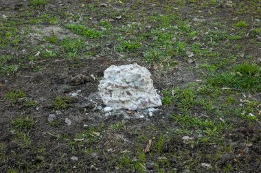 Yeşil çimlerin üzerinde beyaz bir beton parçası