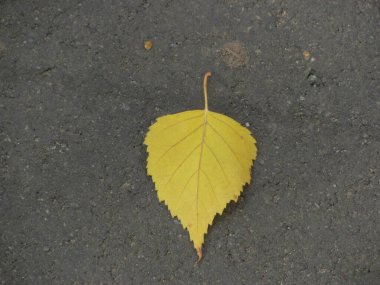 Yerde tek sarı sonbahar yaprağı