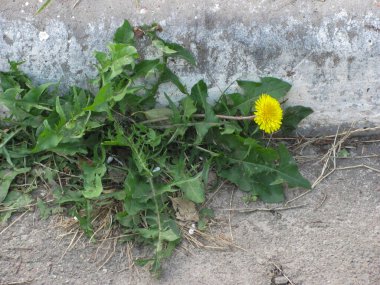 Yeşil yapraklı sarı karahindiba beton levhalar arasındaki boşluğu kırdı.