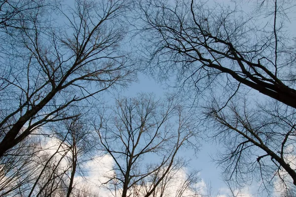 Mörka Silhuetter Träd Mot Himlen — Stockfoto