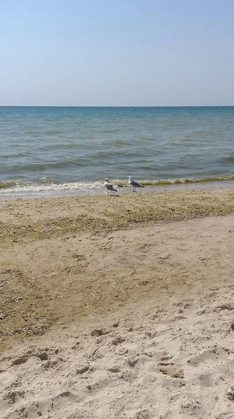 两只海鸥在海滩上散步 — 图库照片