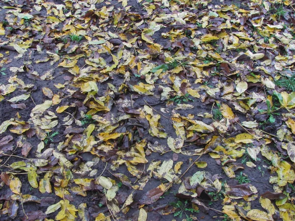 Hojas Húmedas Caídas Yacen Suelo Fondo Otoño — Foto de Stock