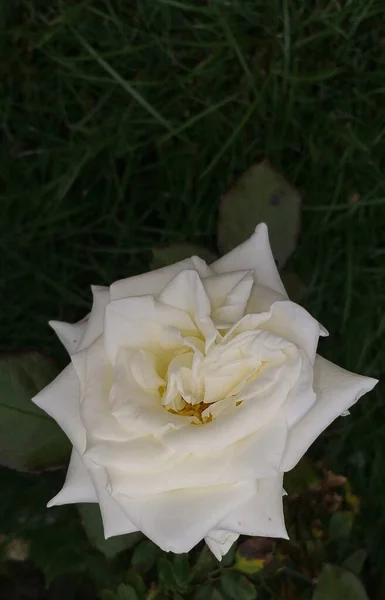 Rosa Blanca Sobre Fondo Oscuro Enfoque Selectivo — Foto de Stock