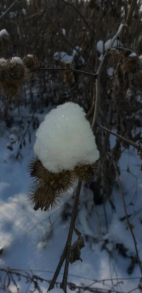 冬の森の中の雪に覆われた波止場 — ストック写真