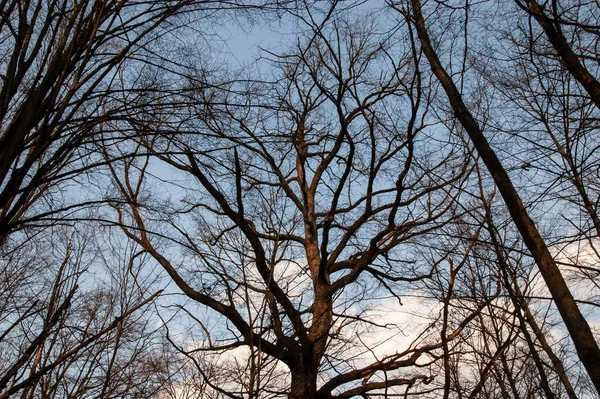 Silhuetas Escuras Árvores Contra Céu — Fotografia de Stock