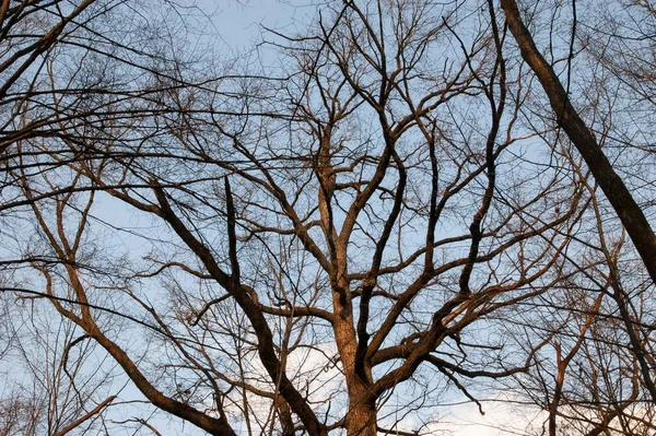 Siluetas Oscuras Árboles Contra Cielo — Foto de Stock