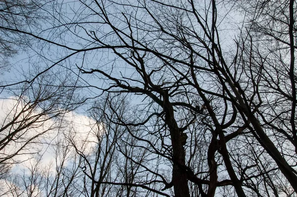 Silhuetas Escuras Árvores Contra Céu — Fotografia de Stock