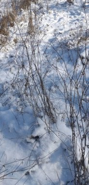 Kuru çimenler karları delip geçiyor