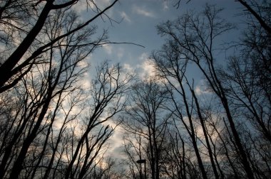 Gökyüzüne karşı karanlık ağaç siluetleri
