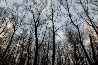 Gökyüzüne karşı karanlık ağaç siluetleri