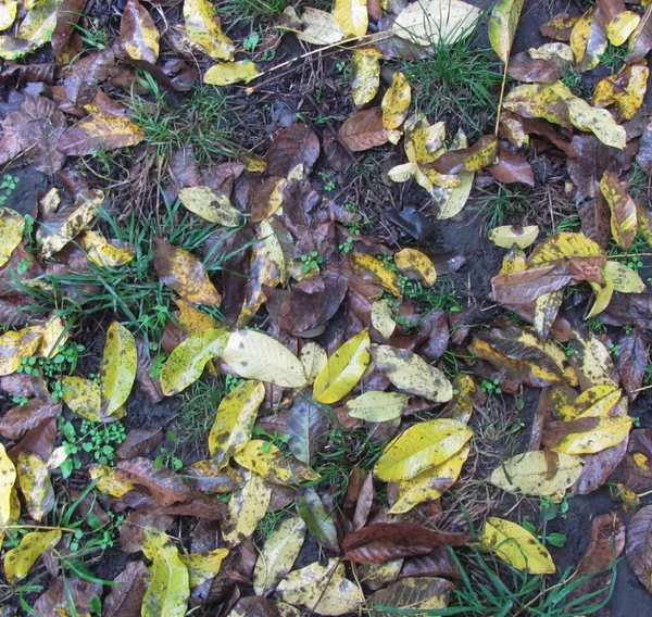 Wet Fallen Leaves Lie Ground Autumn Background — Stock Photo, Image