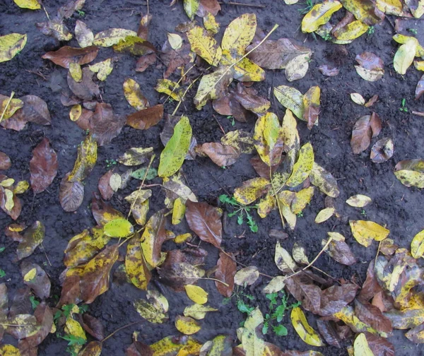 Υγρά Πεσμένα Φύλλα Βρίσκονται Στο Έδαφος Φόντο Φθινόπωρο — Φωτογραφία Αρχείου