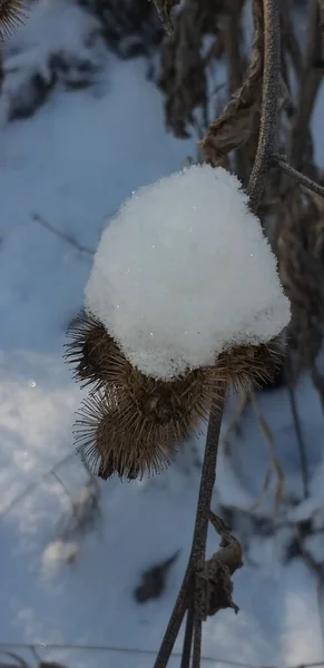 Barcas Cubiertas Nieve Bosque Invierno —  Fotos de Stock