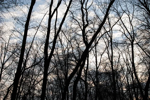 Silhuetas Escuras Árvores Contra Céu — Fotografia de Stock