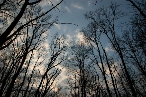 Silhuetas Escuras Árvores Contra Céu — Fotografia de Stock