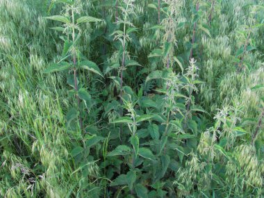 soluk yeşil ısırgan otu yaz geçmişi