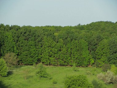 manzara: güneşli bir günde yeşil ağaçlar ve çalılar