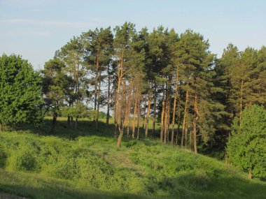 yeşil çayır ve çam ağacı ormanı