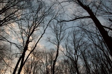 Gökyüzüne karşı karanlık ağaç siluetleri