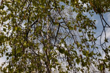 Bahar huş dalları ve gökyüzüne karşı yapraklar