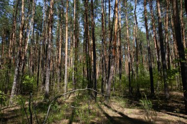Güneşli bir günde bir bahar ormanı
