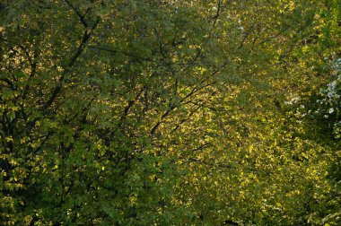 Yemyeşil altın yapraklar güneş ışığında