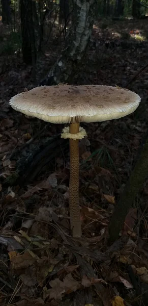 寄生蘑菇生长在森林中 有选择性地集中在 — 图库照片