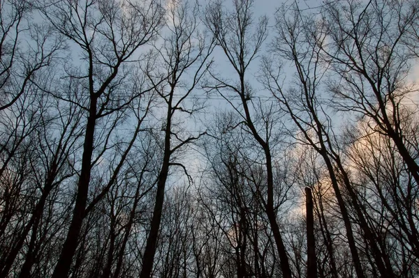 Silhuetas Escuras Árvores Contra Céu — Fotografia de Stock