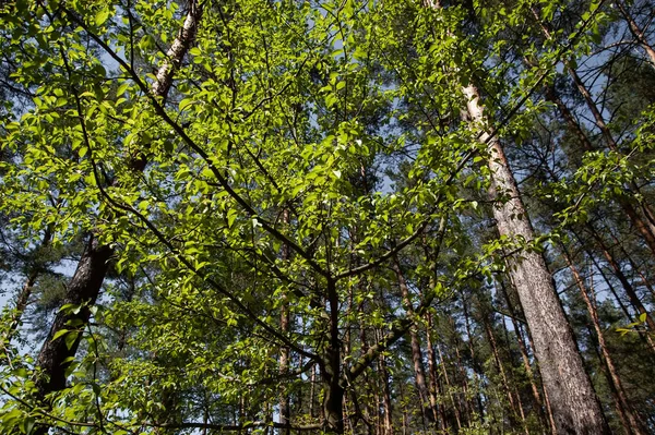 春の森の緑豊かな葉 — ストック写真