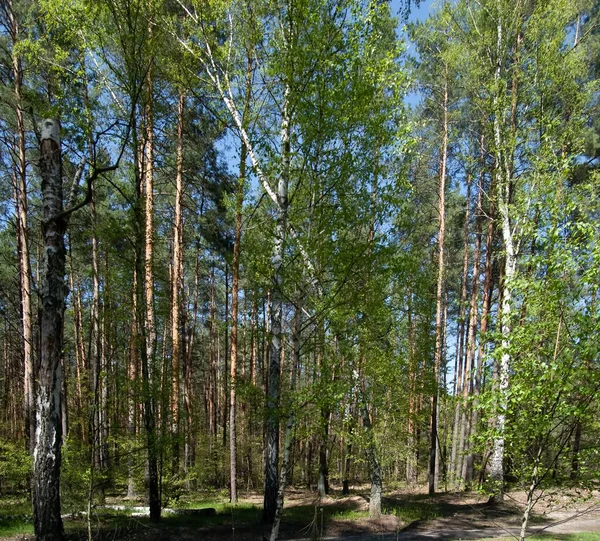 Bosque Primavera Día Soleado — Foto de Stock