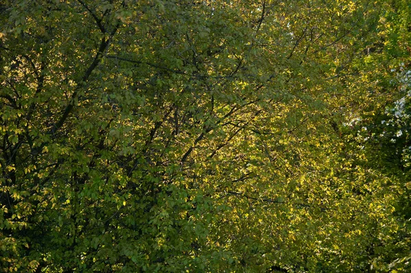 Lush Green Gold Foliage Sunlight — Stock Photo, Image