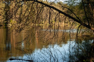 Ormanda bir göl, suyun üzerinde sarkan ve dallarıyla ona uzanan bir ağaç.