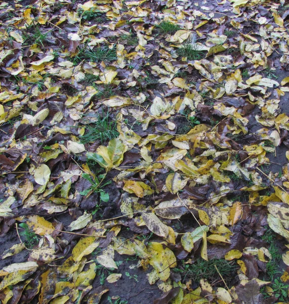 Folhas Caídas Molhadas Encontram Chão Fundo Outono — Fotografia de Stock