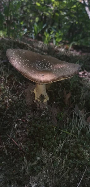 Agaric Mosca Marrom Cresce Musgo Verde Foco Seletivo — Fotografia de Stock