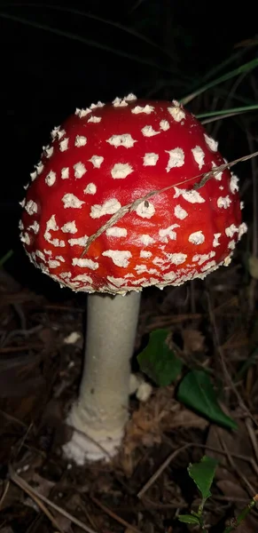 苍蝇琼脂蘑菇生长在森林中黑暗的背景下 有选择性地集中在 — 图库照片