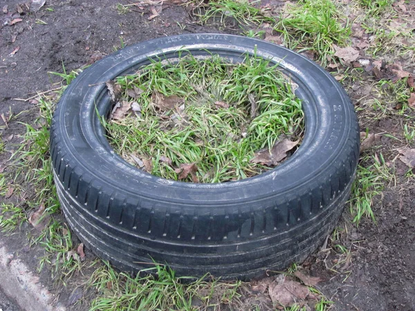 Eski bir araba lastiğinde ot yetişir.