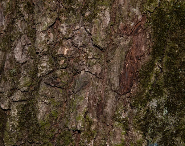 Raue Alte Baumrinde Mit Moos Bedeckt Makroaufnahme — Stockfoto