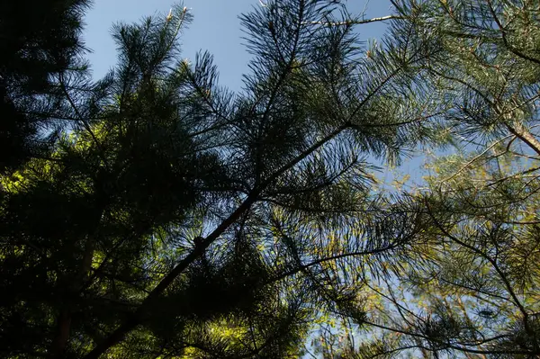 Ramas Pino Verde Contra Cielo Azul — Foto de Stock