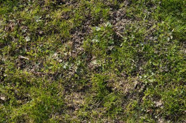İlk bahar çimenleri yarılıyor.