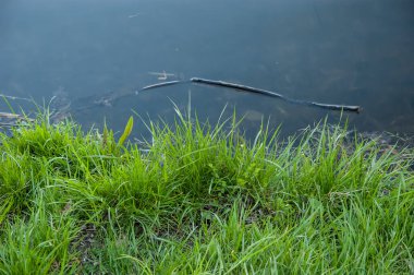 yeşil çimen ve bulanık mavi su