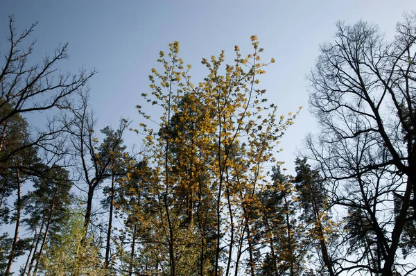 Bosque Primavera Ramas Árboles Contra Cielo Azul — Foto de Stock