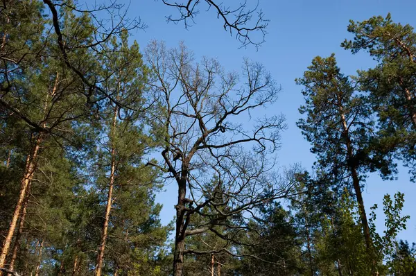 春の森青空に対する木の枝 — ストック写真