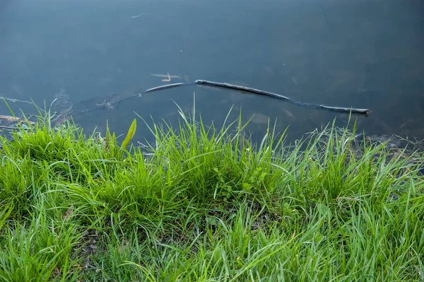 yeşil çimen ve bulanık mavi su