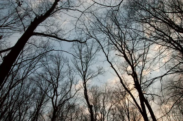 Silhuetas Escuras Árvores Contra Céu — Fotografia de Stock