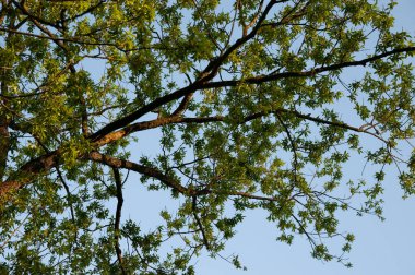 Bahar Ormanı: Mavi gökyüzüne karşı ağaç dalları