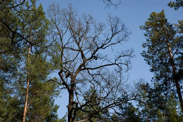 Spring Forest Tree Branches Blue Sky — Stock Photo, Image