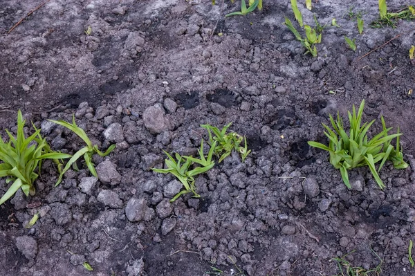 Germes Tendres Première Herbe Printanière — Photo