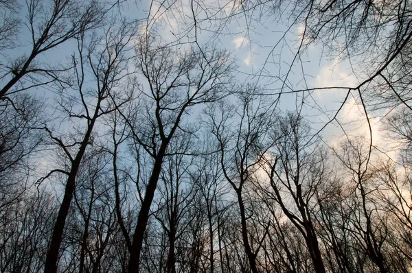 Silhuetas Escuras Árvores Contra Céu — Fotografia de Stock