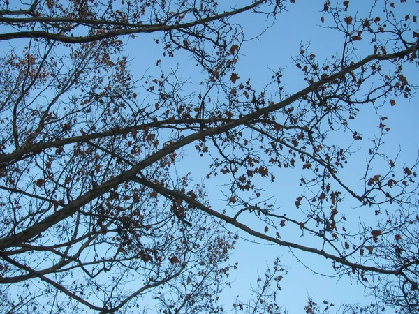 Ciemne Sylwetki Drzew Niebie — Zdjęcie stockowe