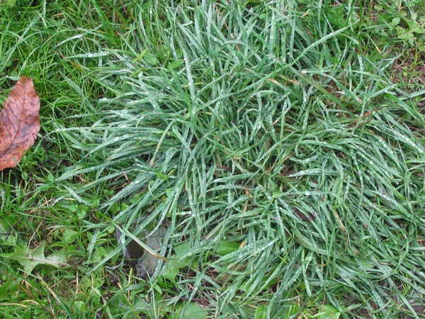 Césped Verde Exuberante Gotas Lluvia — Foto de Stock